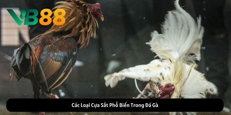 Các Loại Cựa Sắt Phổ Biến Trong Đá Gà