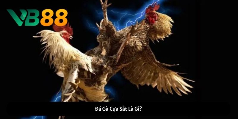 Đá Gà Cựa Sắt Là Gì?