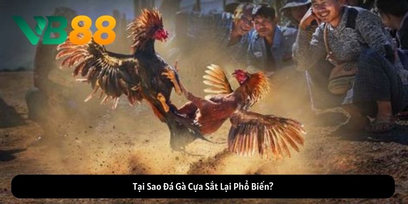 Đá gà cựa sắt